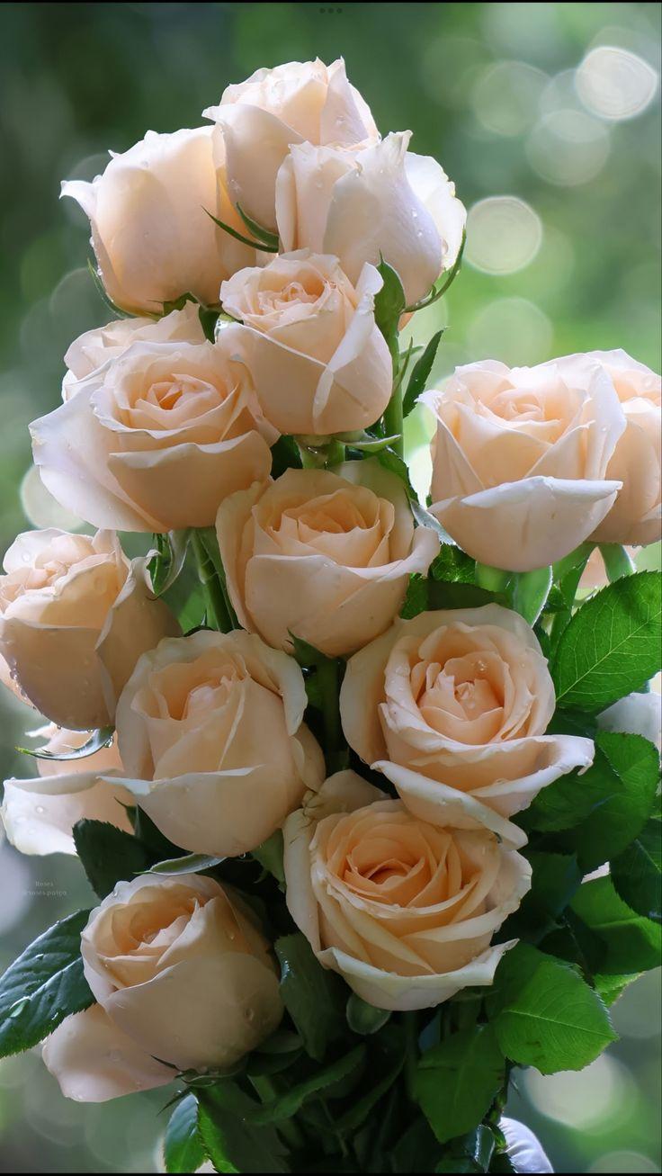 Whisper of Morning Dew Petals