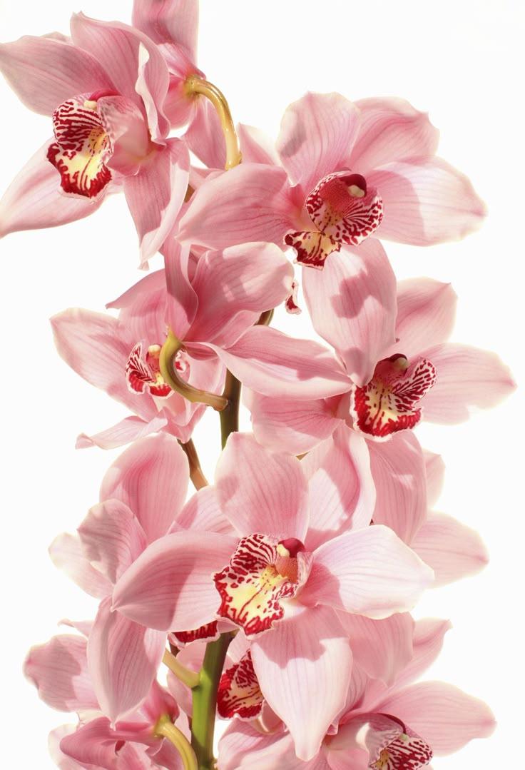 Garden's Graceful Embrace Bouquet